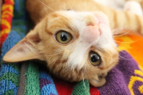neko-zasshi