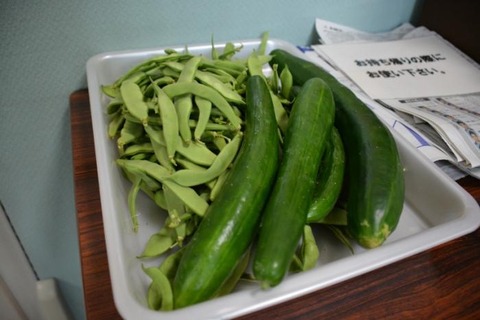 midori0804-1