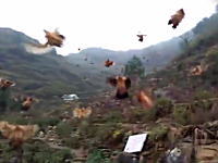 nihonjin