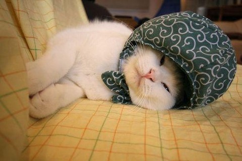泥棒猫
